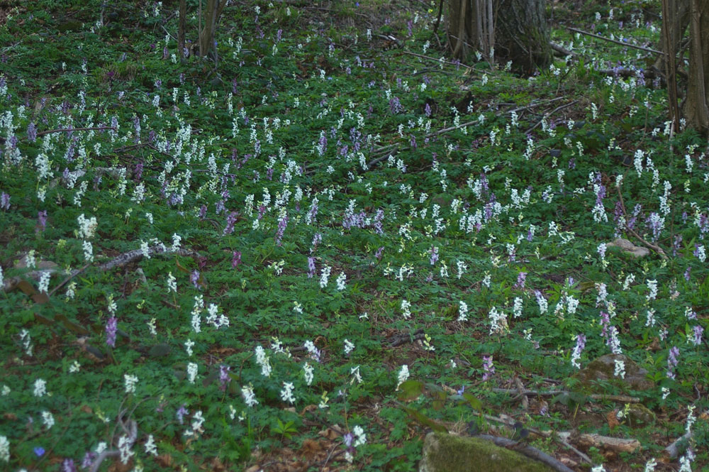 Corydalis cava / Colombina cava
